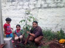 Tree plantation 